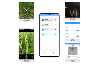 锦州市小麦亩穗数测量仪IN-XM01