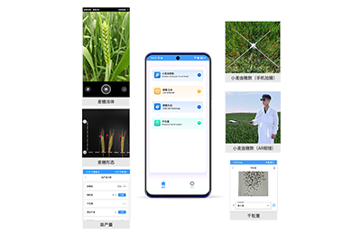锦州市小麦亩穗数分析仪IN-XM02